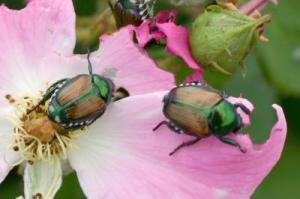 Adult Japanese Beetles