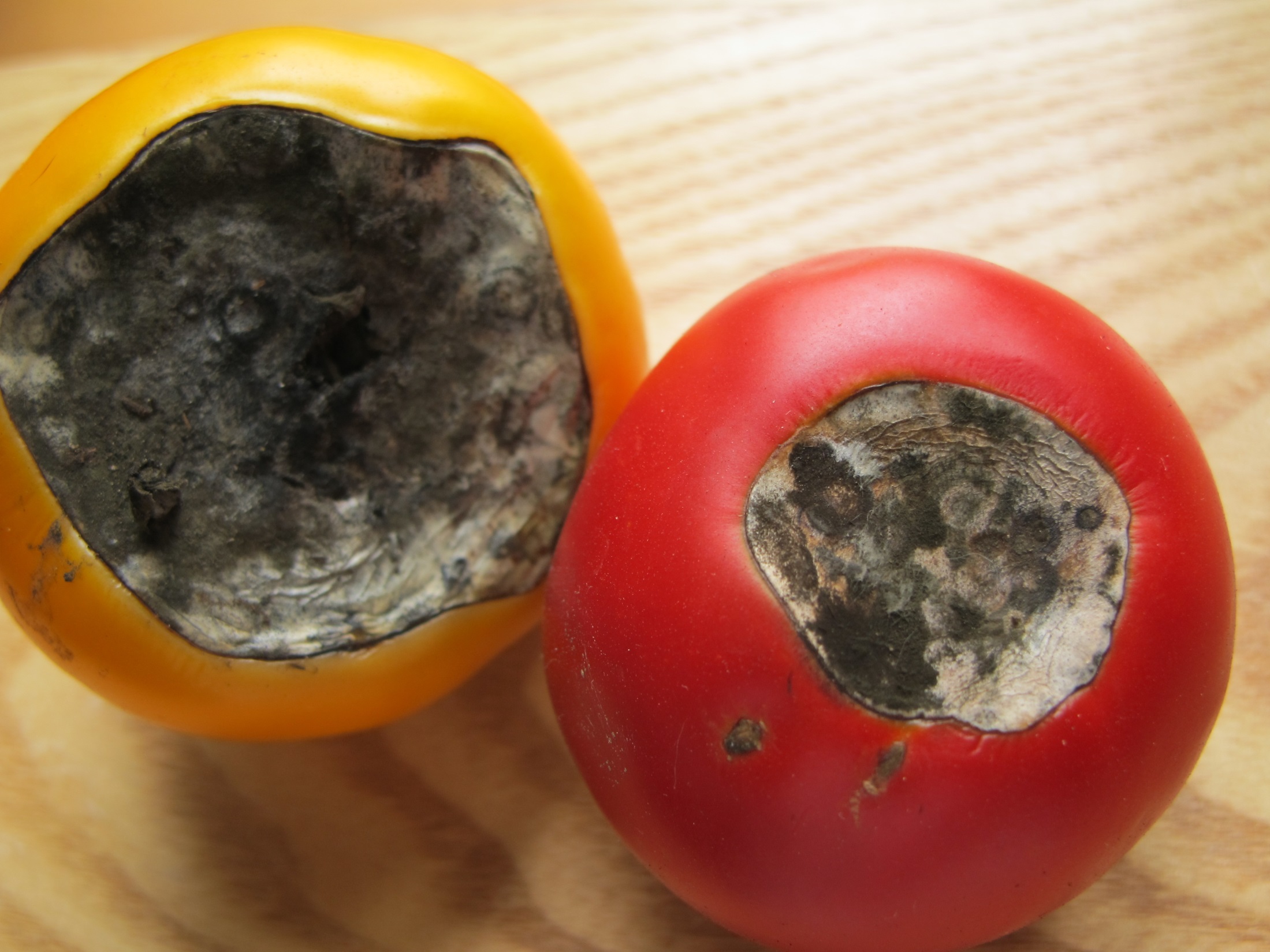 Top 5 Tips To Help You Care For Your Tomato.