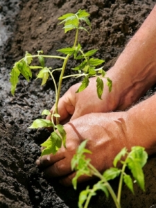 planting-tomatoes