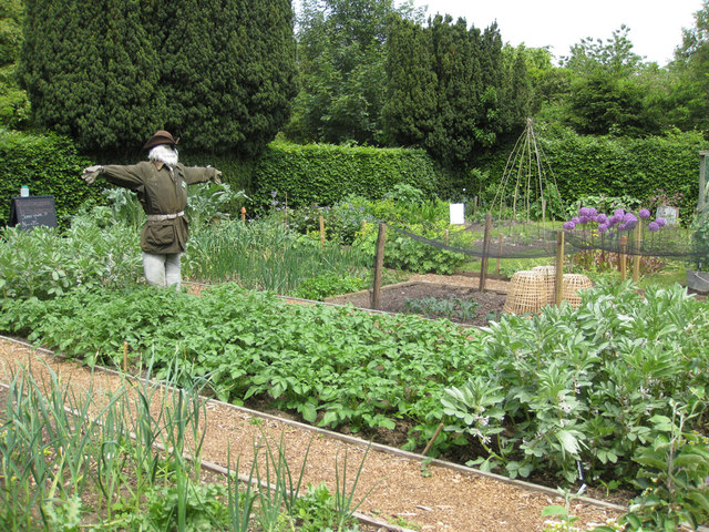 Tips To Create The Perfect Vegetable Garden