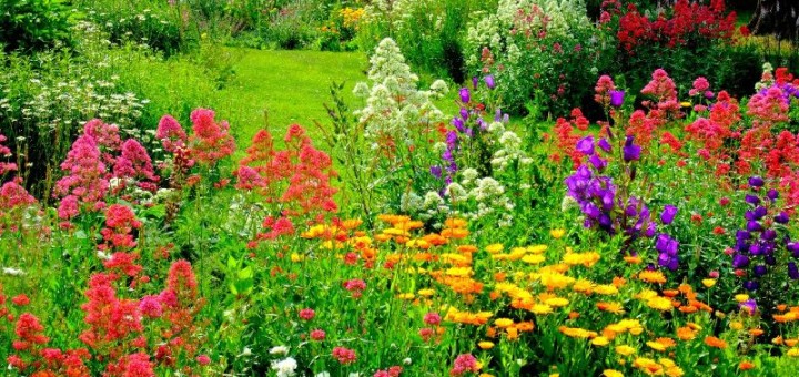 Flower Gardens Archives - GardeningInfo-Online