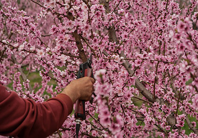 tree pruning and proper trimming of flowering tree