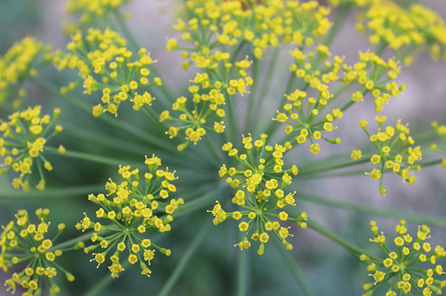 Blooming dill or dill weed for your hanging garden