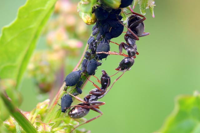 Aphid and ant garden pest infestation