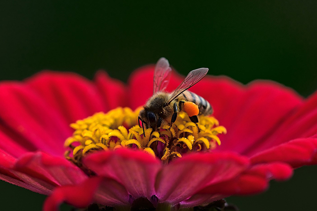 Bees are fundamental for pollinating crops and garden flowers