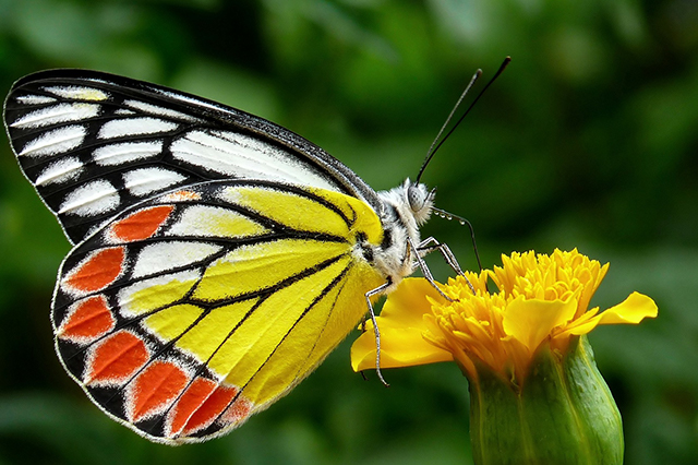 Good garden bugs include butterflies to pollinate and protect the garden
