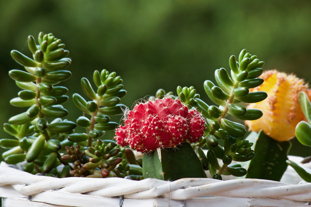 How to care for cactus and succulent plants