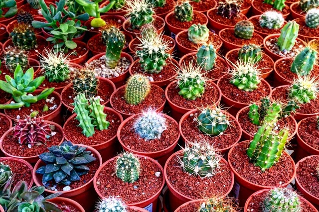 Potted cactus and succulent plant care