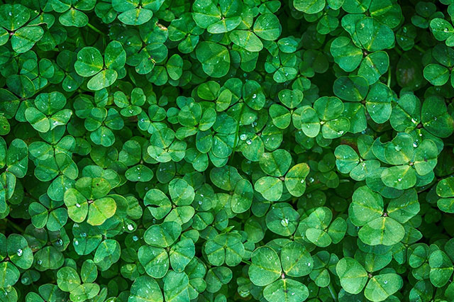 cover crops like clover help protect and preserve garden soil