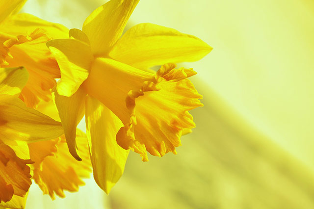 Winter garden daffodil flowering plant