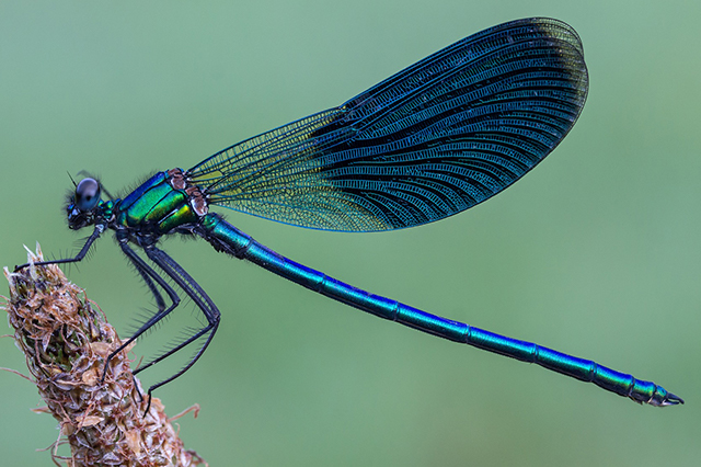 Good garden bugs include dragonflies to protect the garden
