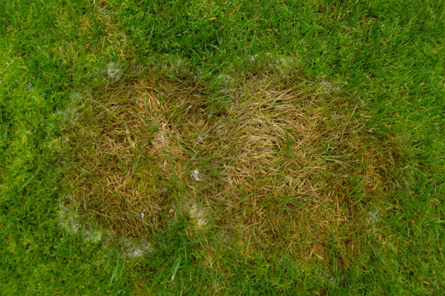 Fusarium wilt patch in grass lawn