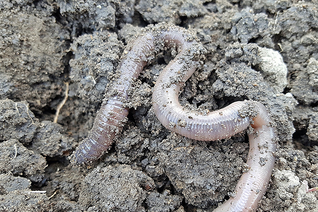 Worms are essential for good garden soil and plant health