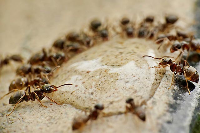 Ant colony garden pest