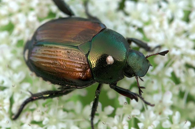 Japanese beetle destructive garden pest