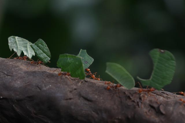 Ant garden pest leaf cutters