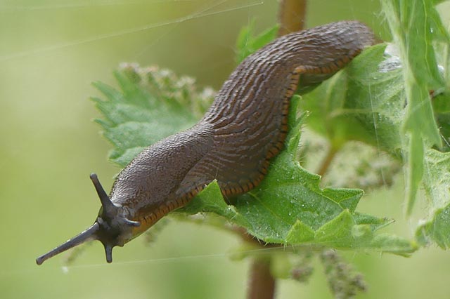 Slug garden pest