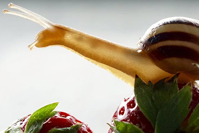 Snail garden pest consuming strawberries
