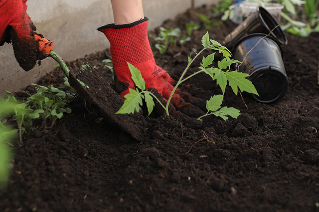 Gardening tips for beginners include how to enrich and manage soil