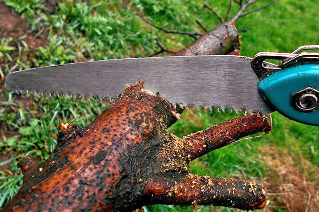 Handsaws are used for cutting stems and branches that loppers and shears cannot cut