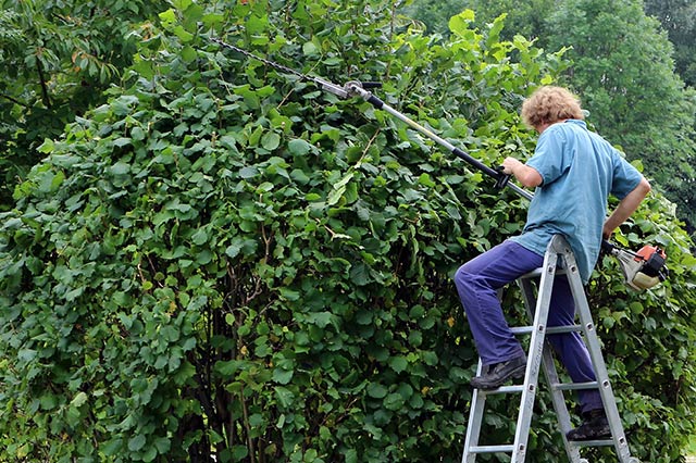 Gardener pruning an overgrown bush to encourage future growth