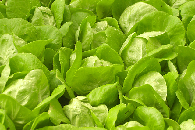 How to grow lettuce indoors and harvest all year
