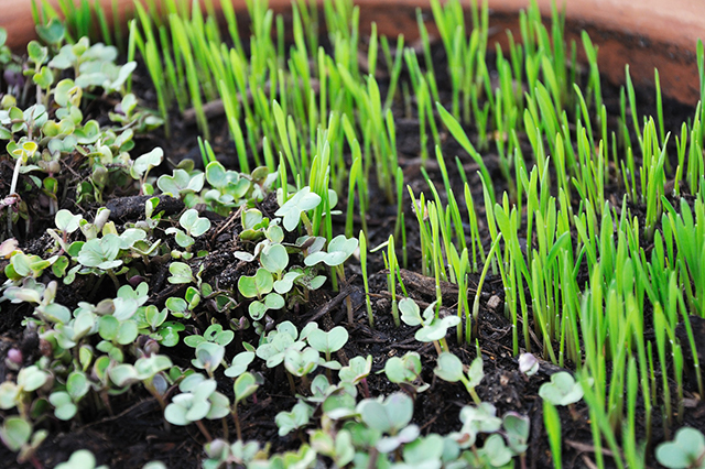 How to grow microgreens indoors and harvest all year