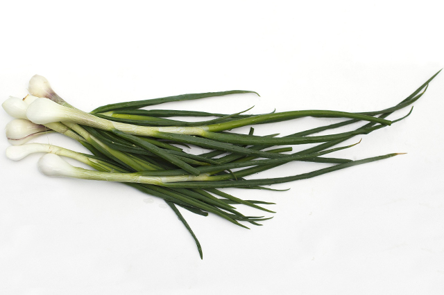How to grow green onions indoors and harvest all year