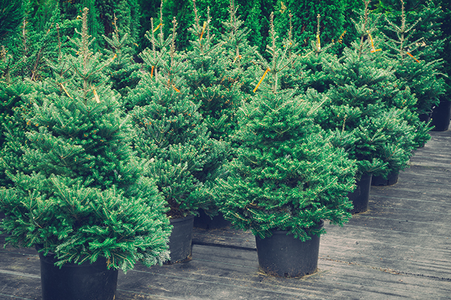 Healthy tree selection is the first step in purchasing a live christmas tree