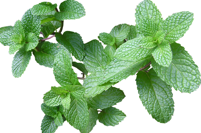 Mentha or mint for your hanging garden