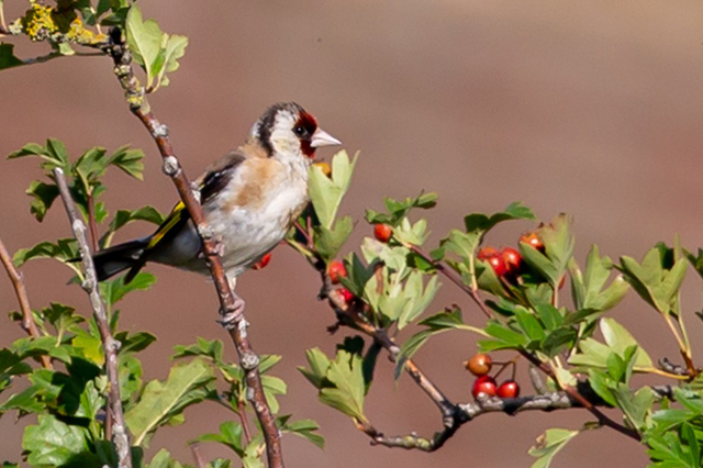 Attract birds to your garden with water features and berry producing bushes