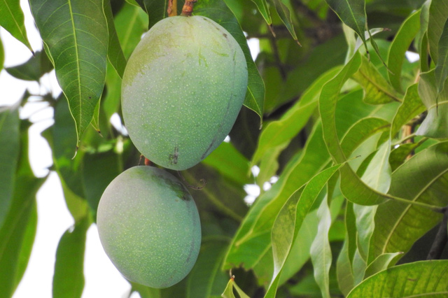 Mango tree growing indoors bearing fruit