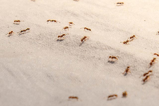 Ant garden pest pheromone trail