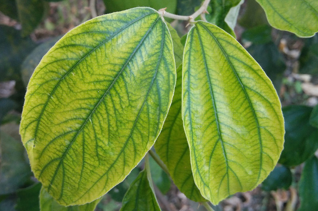 Interveinal chlorosis is a symptom of Phytophthora root rot