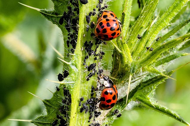 Aphid garden pest control by ladybugs