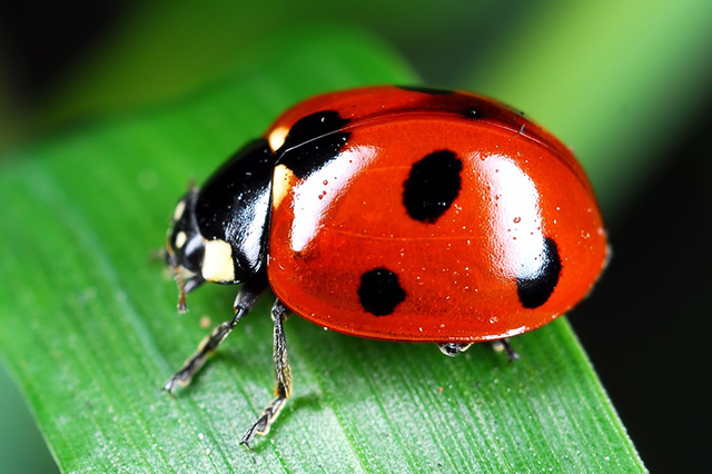 Good garden bugs include ladybugs to protect the garden against bad insects
