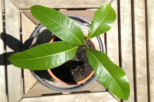 Mango tree seedling growing in pot