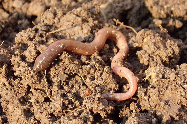 Earthworms help increase the organism community in organic soil for your vegetable garden