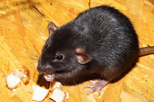 Homemade non toxic rodenticide to kill rats and mice