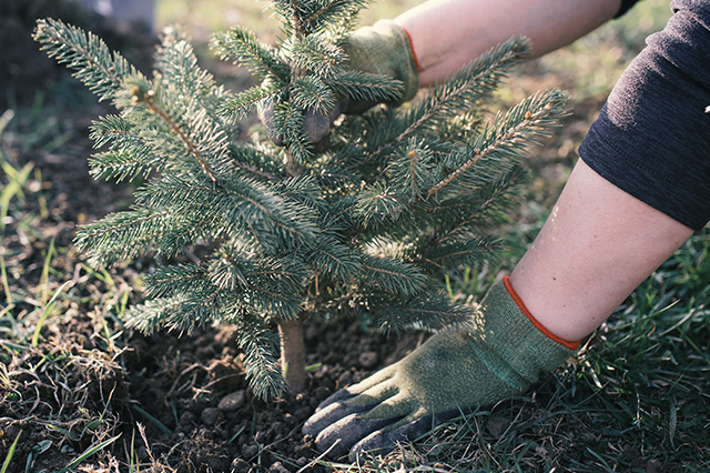 Planting your live christmas tree after the holidays