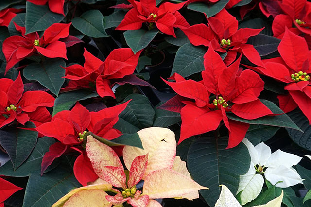 Poinsettia care requires attention to temperature soil and watering
