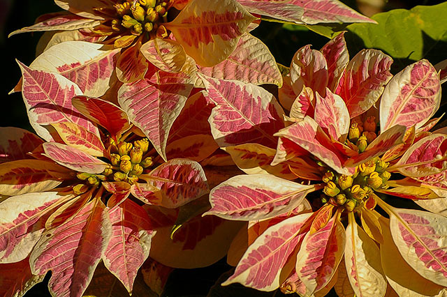 Poinsettia plants come in several varieties including red white pink and mixed colors