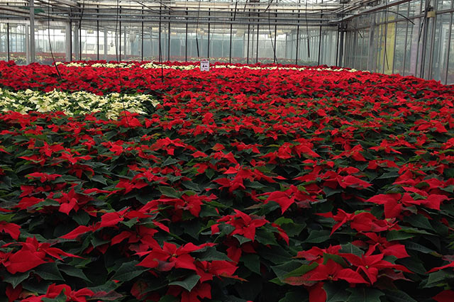 Poinsettia plant production and sales are worldwide