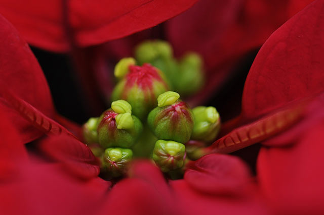 Poinsettia flowers emerge from the buds located in the center of the colorful bracts