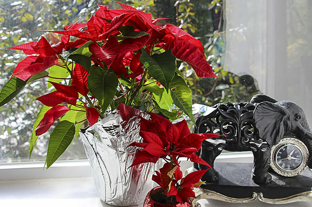 Poinsettias require moderate temperatures and well lit rooms when grown indoors