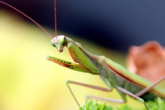 Good garden bugs include praying mantis for garden protection