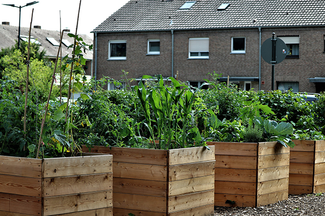 Raised garden beds can be placed side by side at waist level for easy access