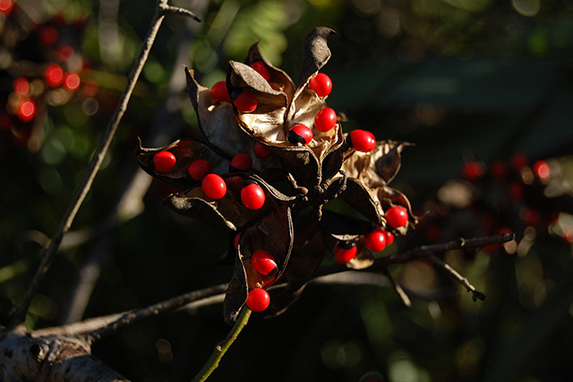 Poisonous garden plants include rosary pea