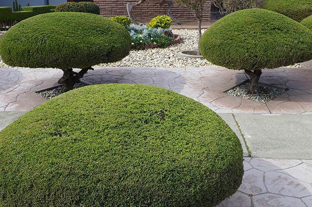 Pruning to shape healthy evergreen bushes