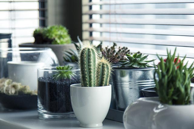 Cactus and succulent care light requirements